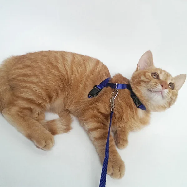 Cheap Sphynx Cat Harness and Leash Set Convenient Pet Harnesses for Cats Gotas Katten mascotas Accessories Outdoor Kedi Cat Lead - Image 6