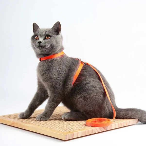Cheap Sphynx Cat Harness and Leash Set Convenient Pet Harnesses for Cats Gotas Katten mascotas Accessories Outdoor Kedi Cat Lead - Image 4